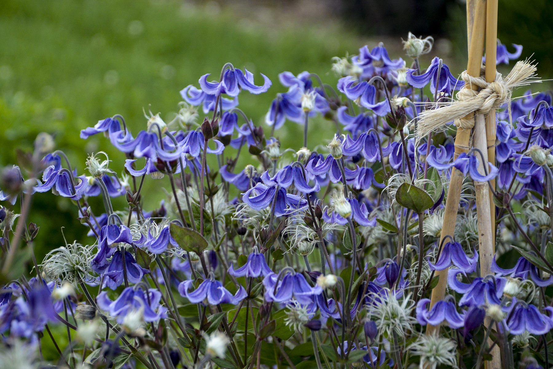 Clematis